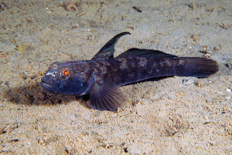 Gobius niger